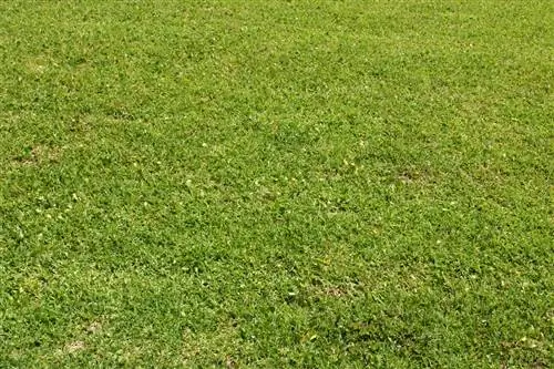 как долго растет трава как долго растет трава