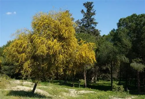 Образец Acacia saligna Образец Acacia saligna