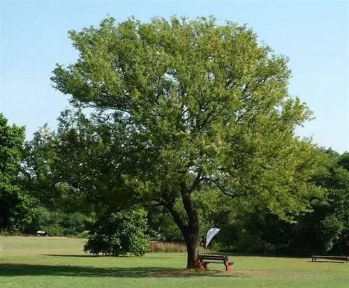 Образец Acacia caffra Образец Acacia caffra