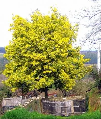 Образец Acacia Dealbata в цветке Образец Acacia Dealbata в цветке