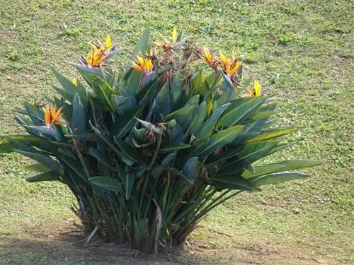 Вид на растение Strelitzia reginae Вид на растение Strelitzia reginae