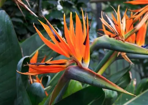 Strelitzia reginae, растение с очень любопытными цветами. Strelitzia reginae, растение с очень любопытными цветами.