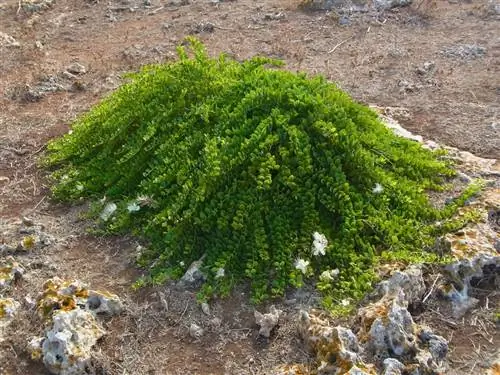 каперсы в среде обитания