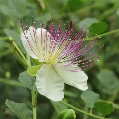 Каперсы: характеристика и выращивание