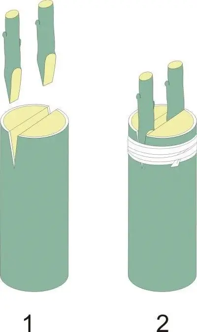 Разрезанный трансплантат