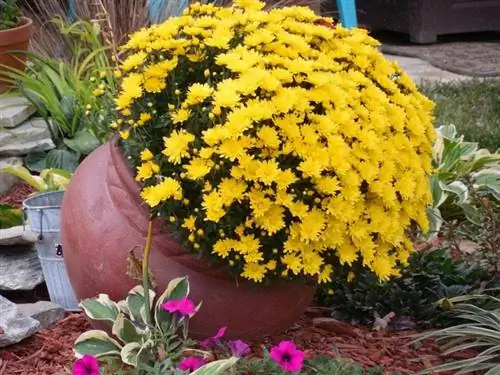 цветы в горшках