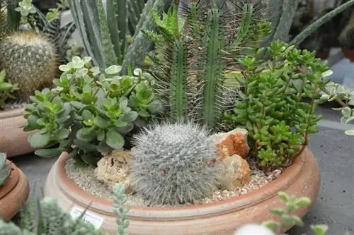 суккуленты в горшках
