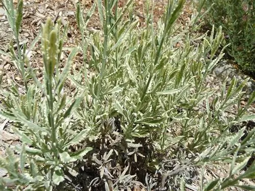 Lavandula x allardii - кустарник.