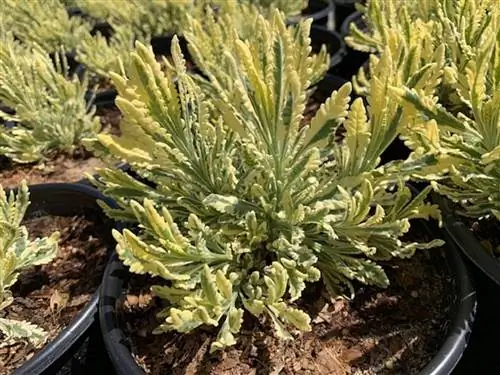 Lavandula allardii - многолетнее растение.