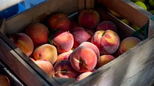 какой сезон персиков каланды