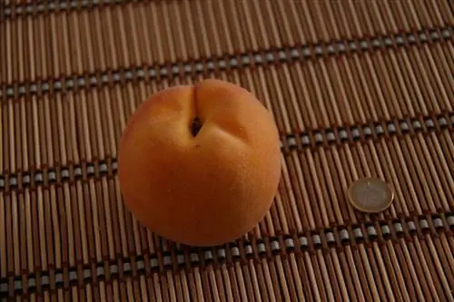 каландский персик