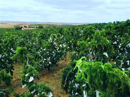 выращивание каландского персика