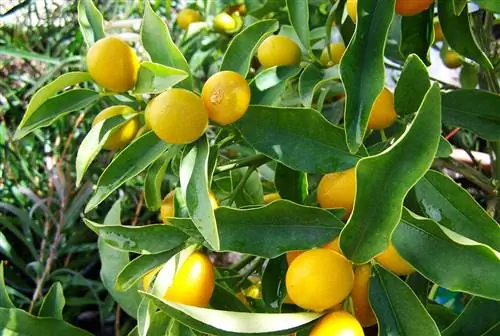 Виды карликовых лимонных деревьев используются в основном для украшения.