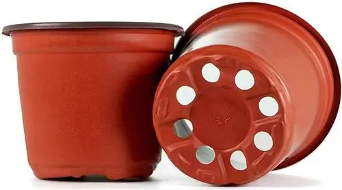 Горшки должны иметь отверстия для падуба