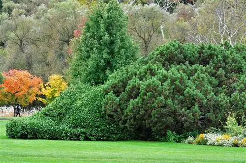 Сосны можно выращивать в саду