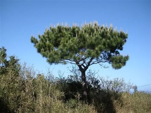Pinus luchuensis - вечнозеленое хвойное дерево.