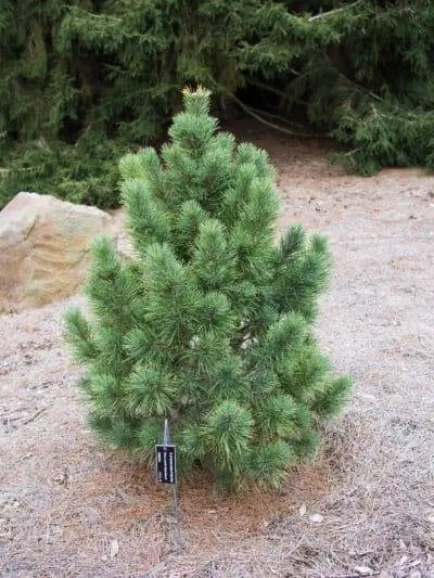 Pinus cembra - садовая сосна.