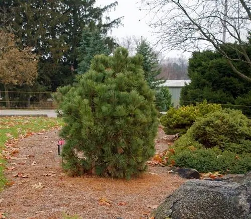 Pinus cembra Pygmaea - садовая сосна.