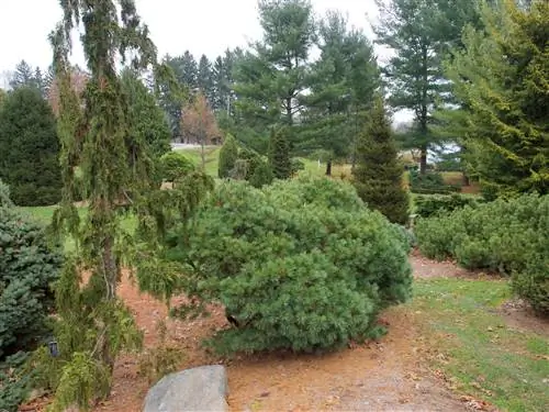 Остров Кони Pinus strobus округлый.