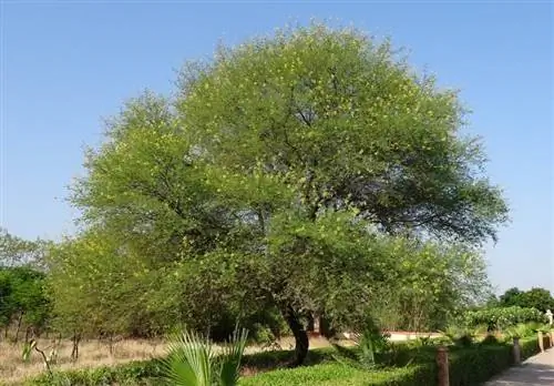 Акация - быстрорастущее дерево.