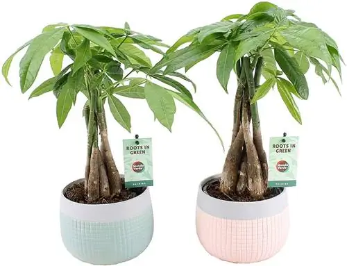 Как ухаживают за растением Пахира?