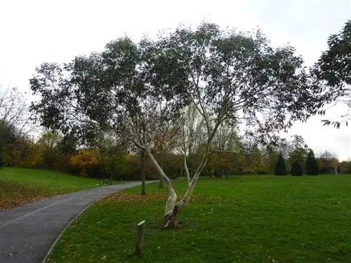 Eucalyptus gunnii - быстрорастущее дерево.