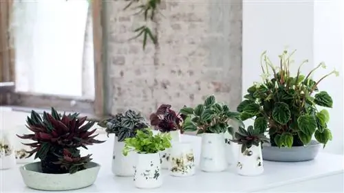 разнообразие пеперомий