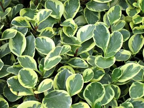 пеперомия туполистная