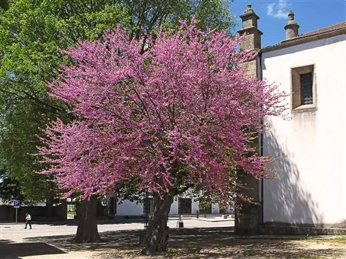 Вид на Cercis siliquastrum
