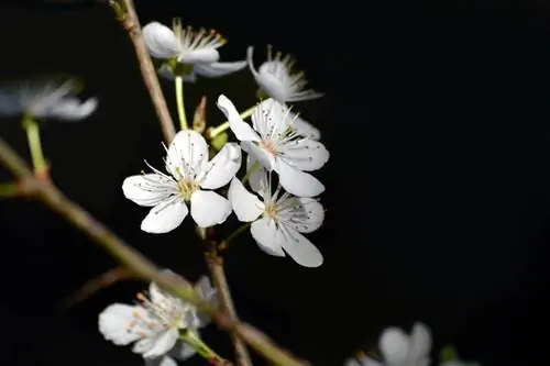 7 деревьев с небольшим количеством воды и большим количеством солнца