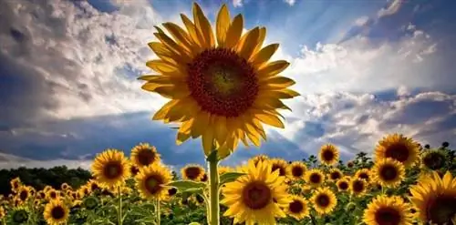 покрытосеменные растения