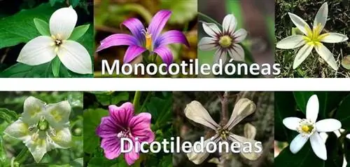 отличие однодольных от двудольных