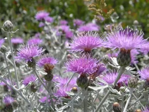 фиолетовые цветы