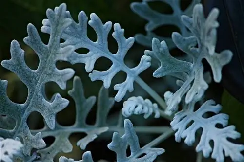 листья серой цинерарии