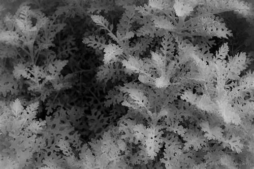 Цинерария приморская серая