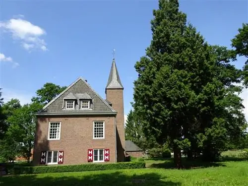 Лейландский кипарис высокий