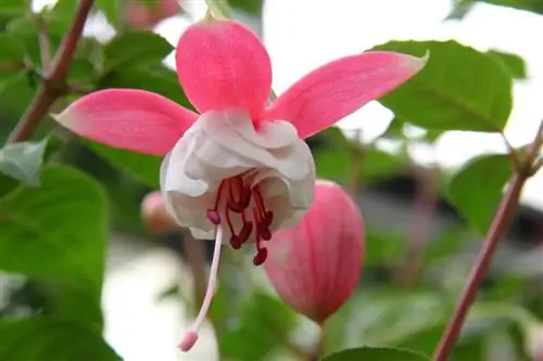 Фуксия - кустарник, способный гибридизоваться