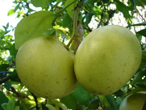 Citrus x paradisi, гибрид грейпфрута