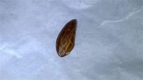 Семена оливы маленькие