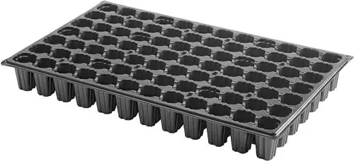 Семена оливы высевают на грядки