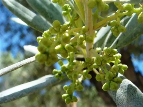 Оливковое дерево прорастает через месяц