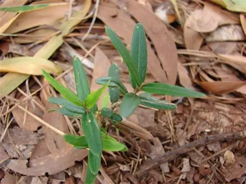 Как сажать оливковые деревья?