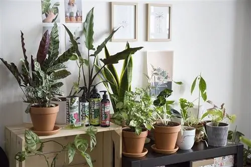 удобрения для комнатных растений