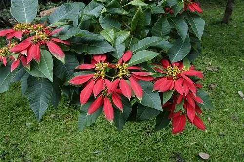 Пуансеттия живет 40 лет.