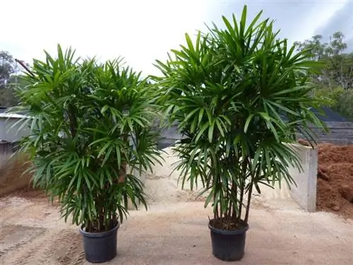 raphis excelsa
