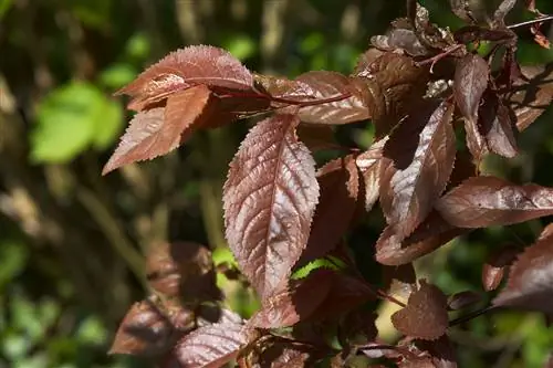 Prunus cerasifera 'Nigra', листопадное дерево.