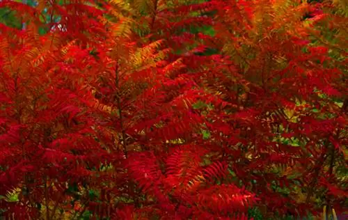 Вид на Rhus typhina