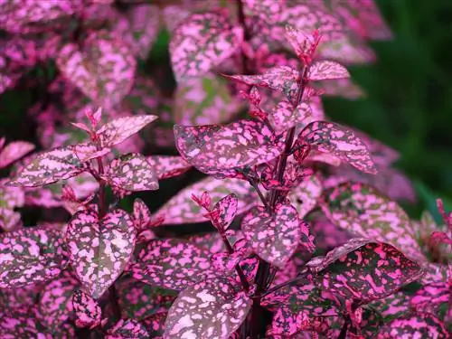 Взгляд на ипоестов