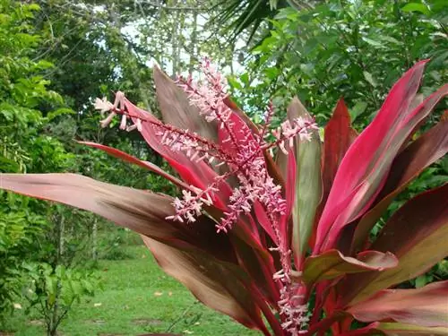 Cordyline fruticosa не требует особого ухода.