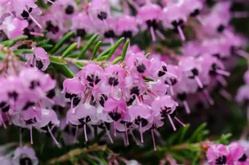 Завод Erica Canaliculata